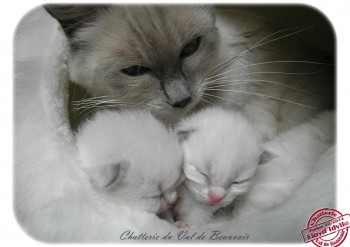 Idylle et ses chatons - Chatterie Ragdolls du Val de Beauvoir